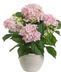 Flowering Plants