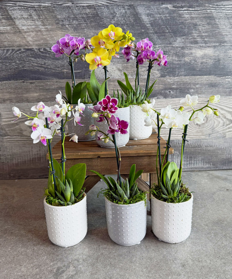 Petite Orchid Garden
