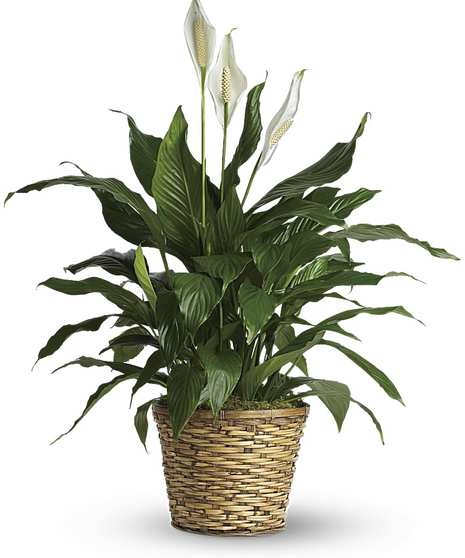 Plant-Blooming Peace Lily