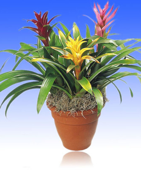 Triple Bromeliad Garden - Al's Florist