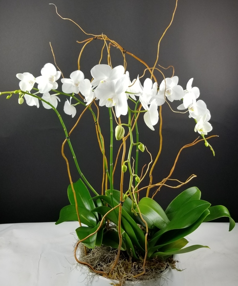 Plants