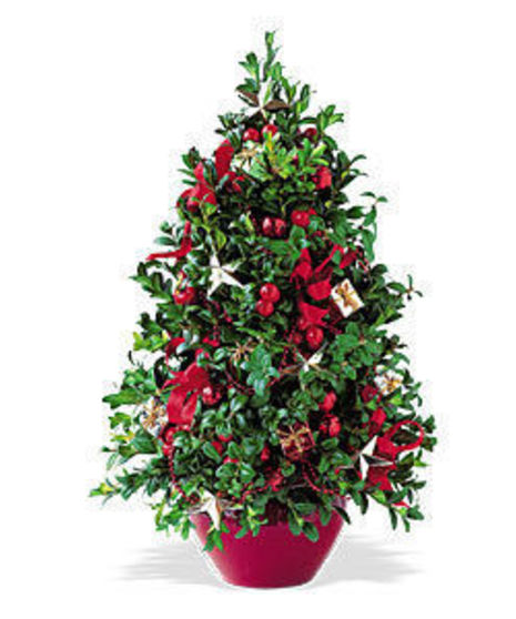 Boxwood tree in a red pot. 