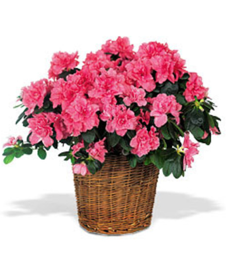 Pink azalea plant in a large wicker basket.