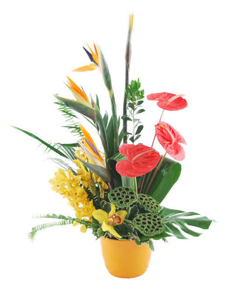 Tropical Spice