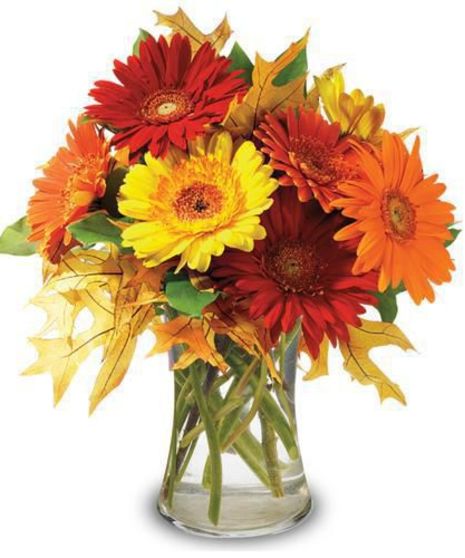 Autumn Daisies