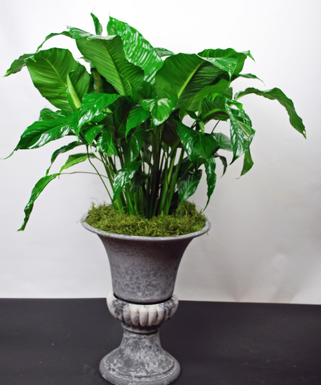 Peace Lily Urn